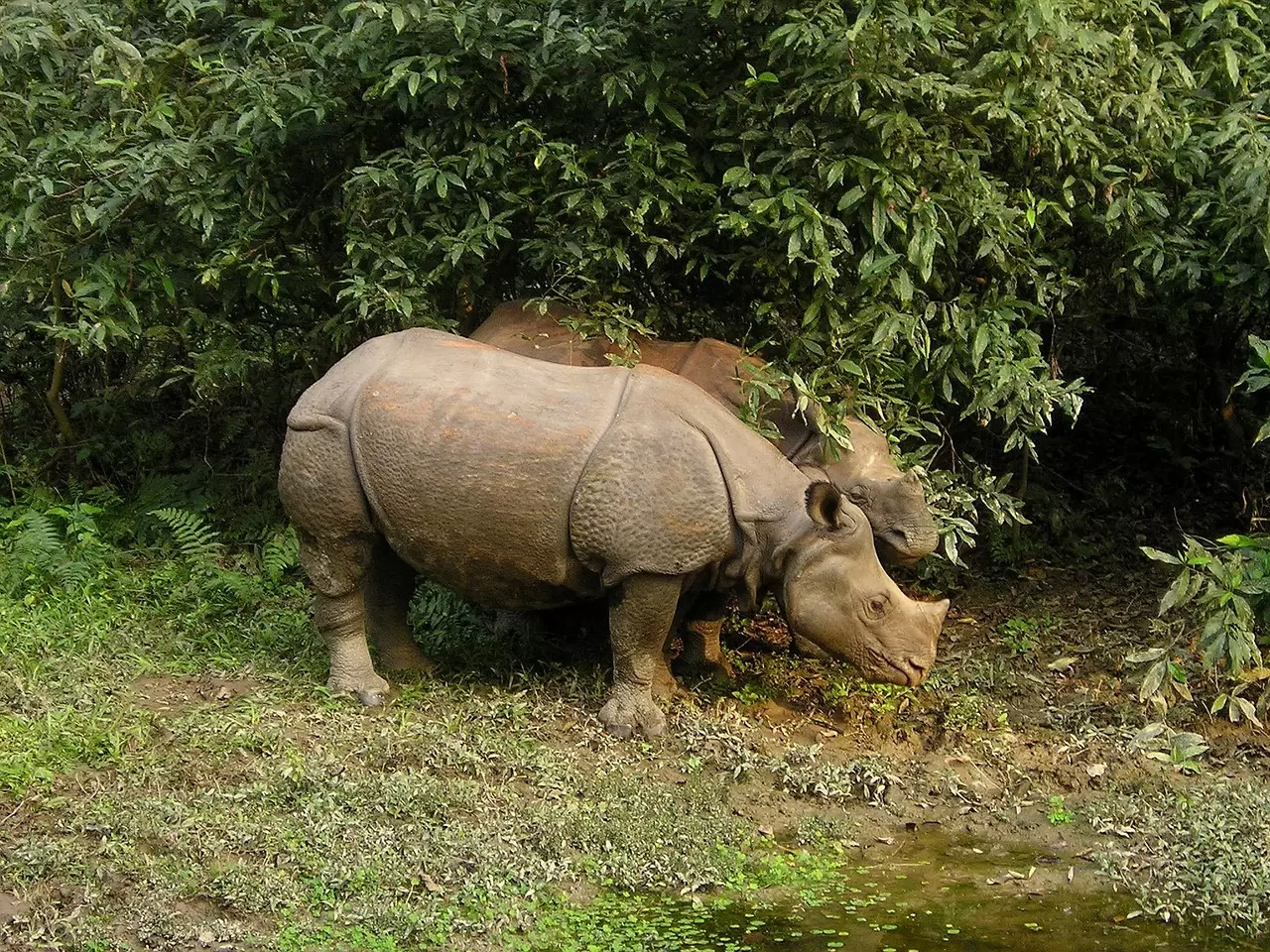 Chitwan Wildlife Adventure Tour