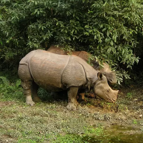 Chitwan Wildlife Adventure Tour