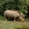Chitwan Wildlife Adventure Tour