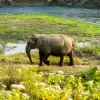 Wild female elephant ,Sauraha, Chitwan, Nepal