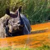 One-horned Rhinoceros, Bardia National Park, Nepal